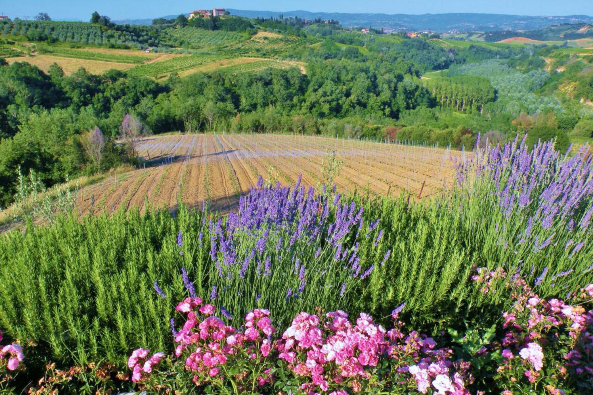 Agriturismo Tuscany Agriturismo Tuscany in olivegrove with amazing views