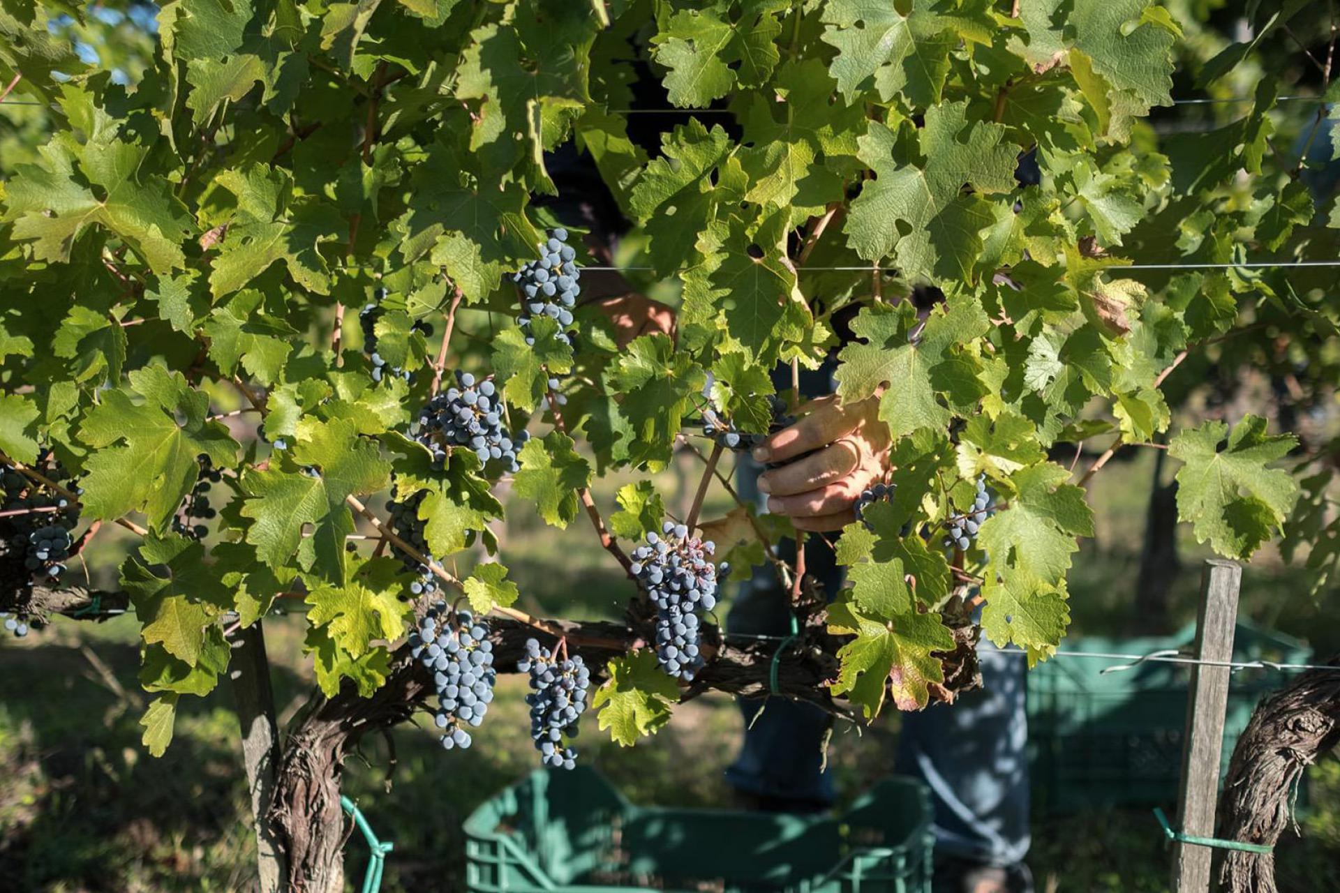 Mooie wijn- en olijfboerderij met wijnkelder