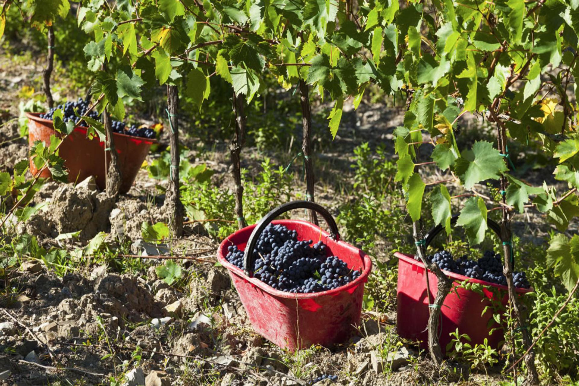 Agriturismo surrounded by vineyards near Florence, Tuscany Agriturismo surrounded by vineyards near Florence, Tuscany