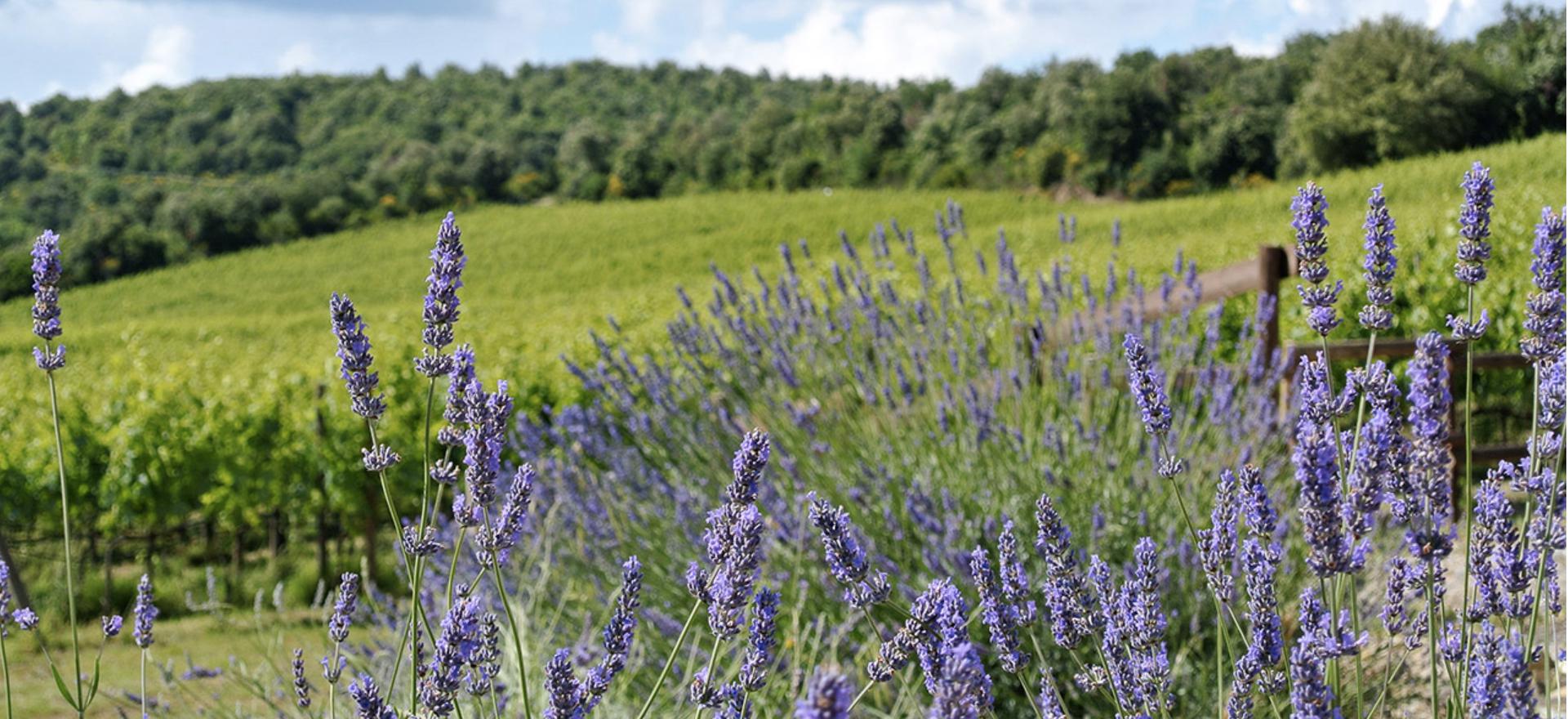 Agriturismo