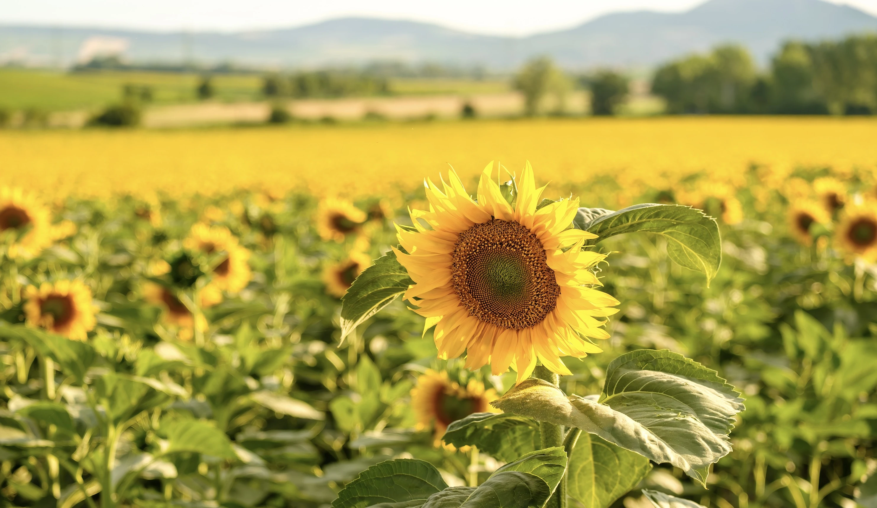 Le Marche