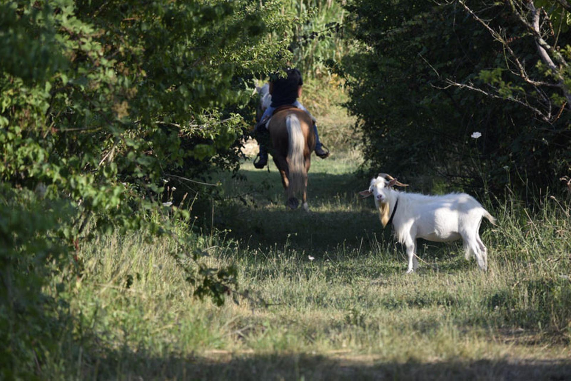 Familievriendelijke agriturismo met bio pool en dieren