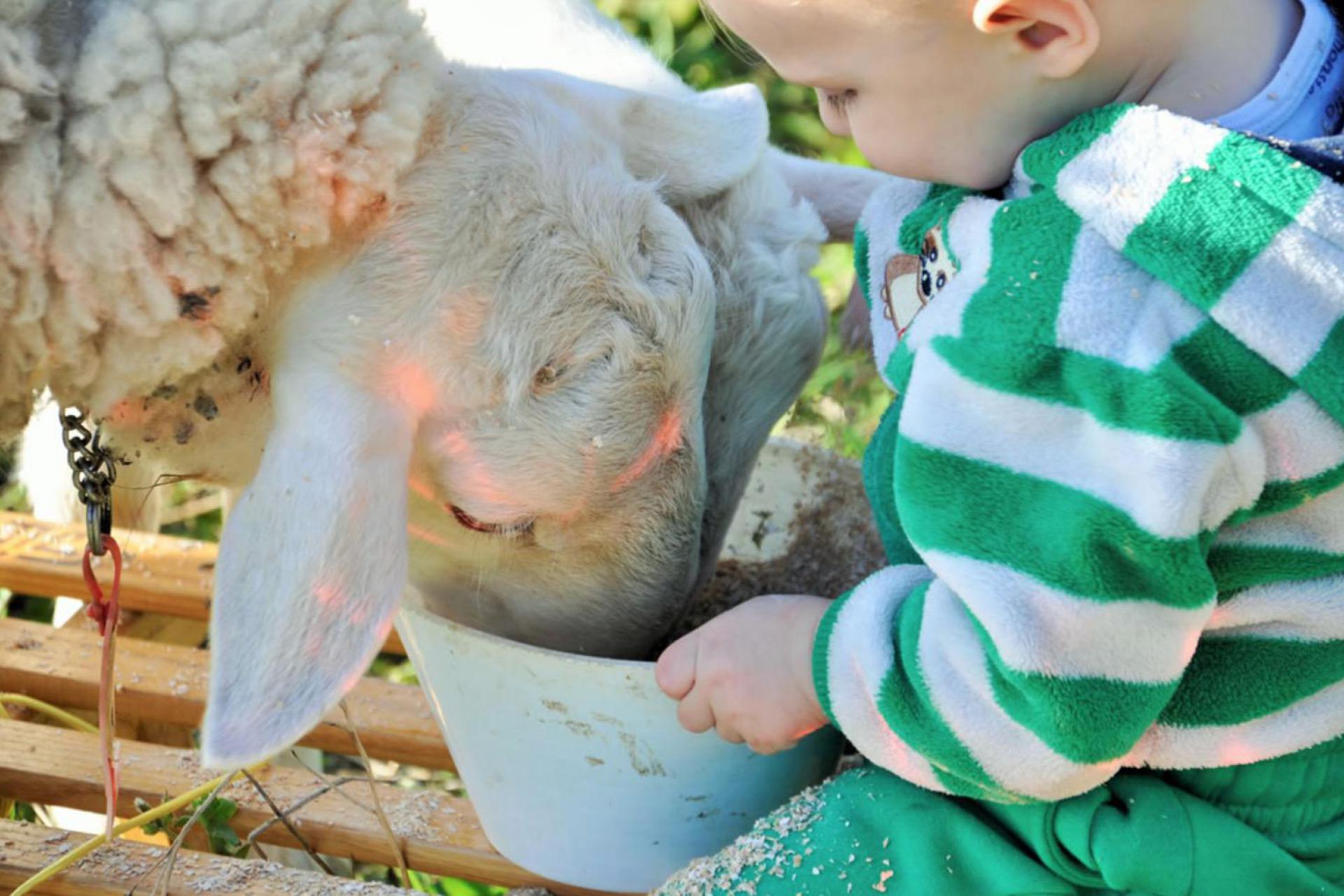 Gezellige agriturismo met boerderijdieren