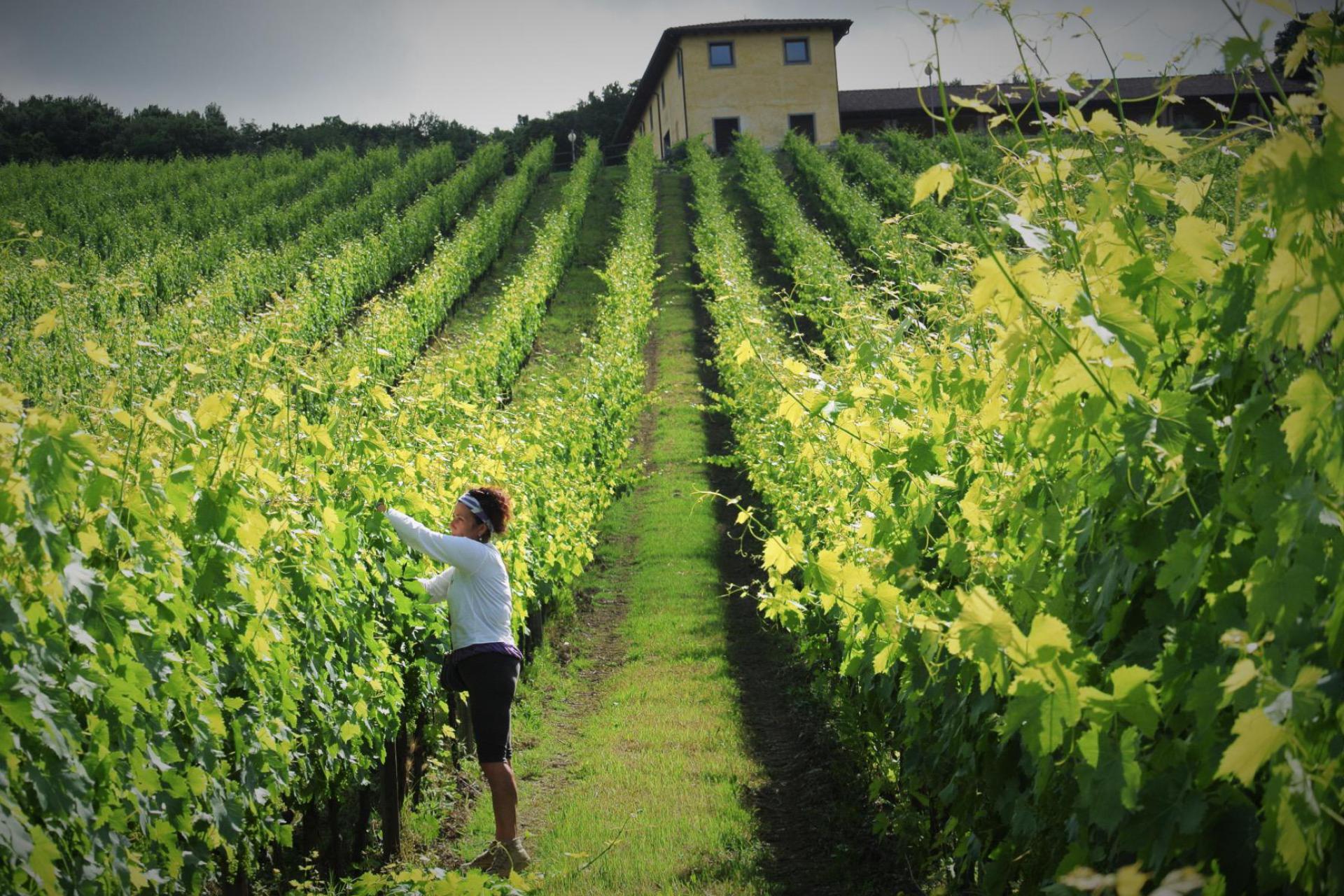 Agriturismo tussen wijngaarden ten zuiden van Siena