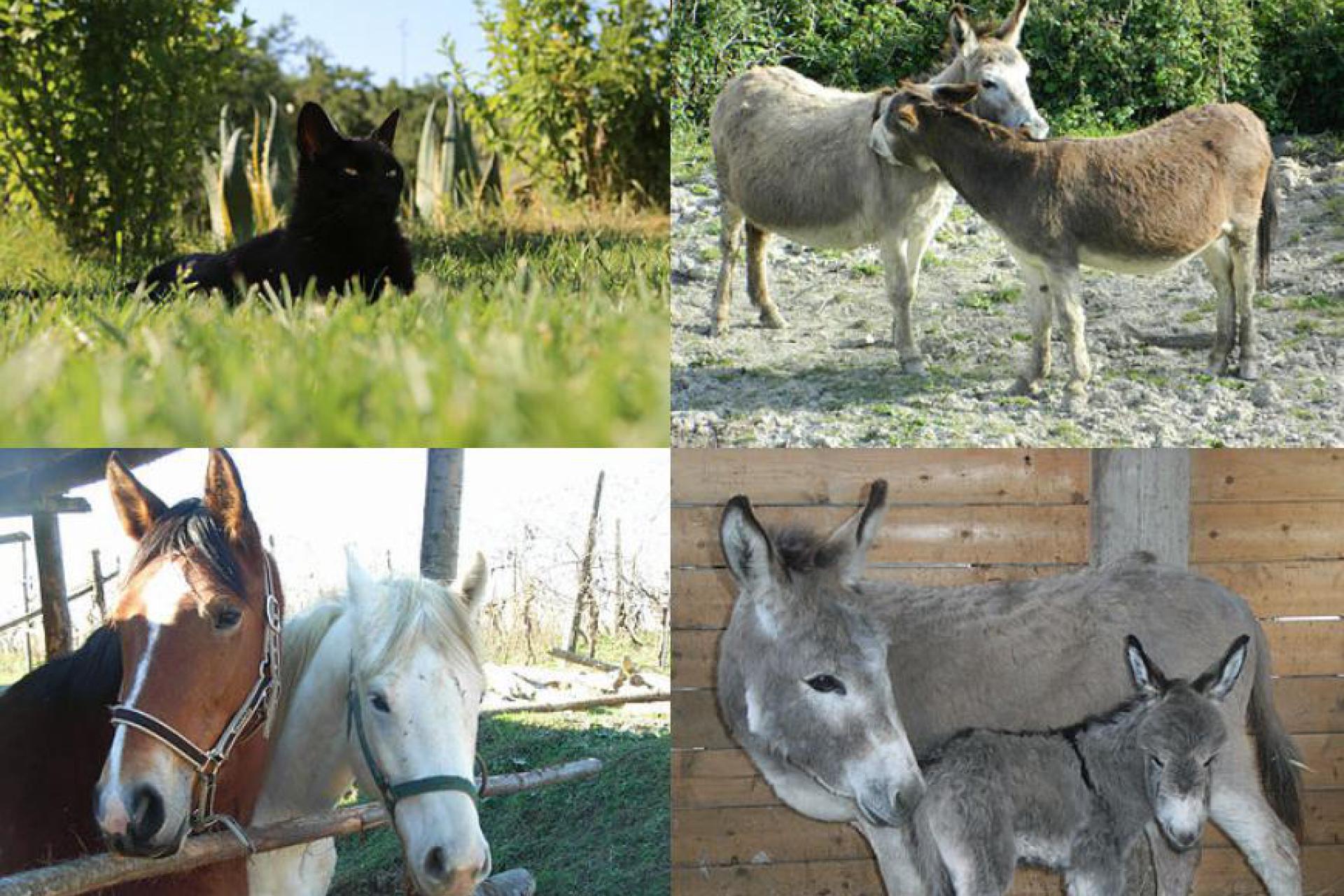 Biologische boerderij met veel verschillende dieren