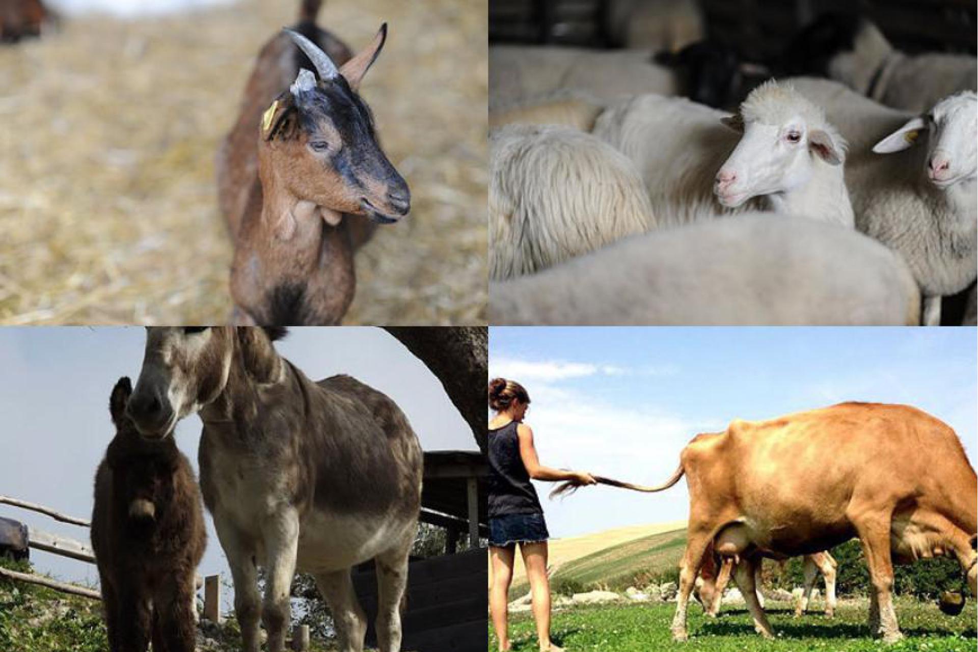 Kleine vakantie-boerderij in de Toscaanse heuvels