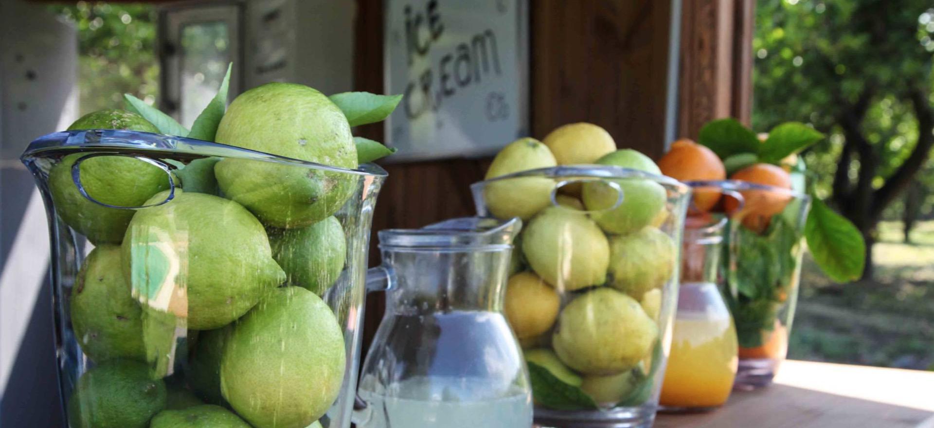 Agriturismo Sicily Agriturismo among citrus trees in Sicily