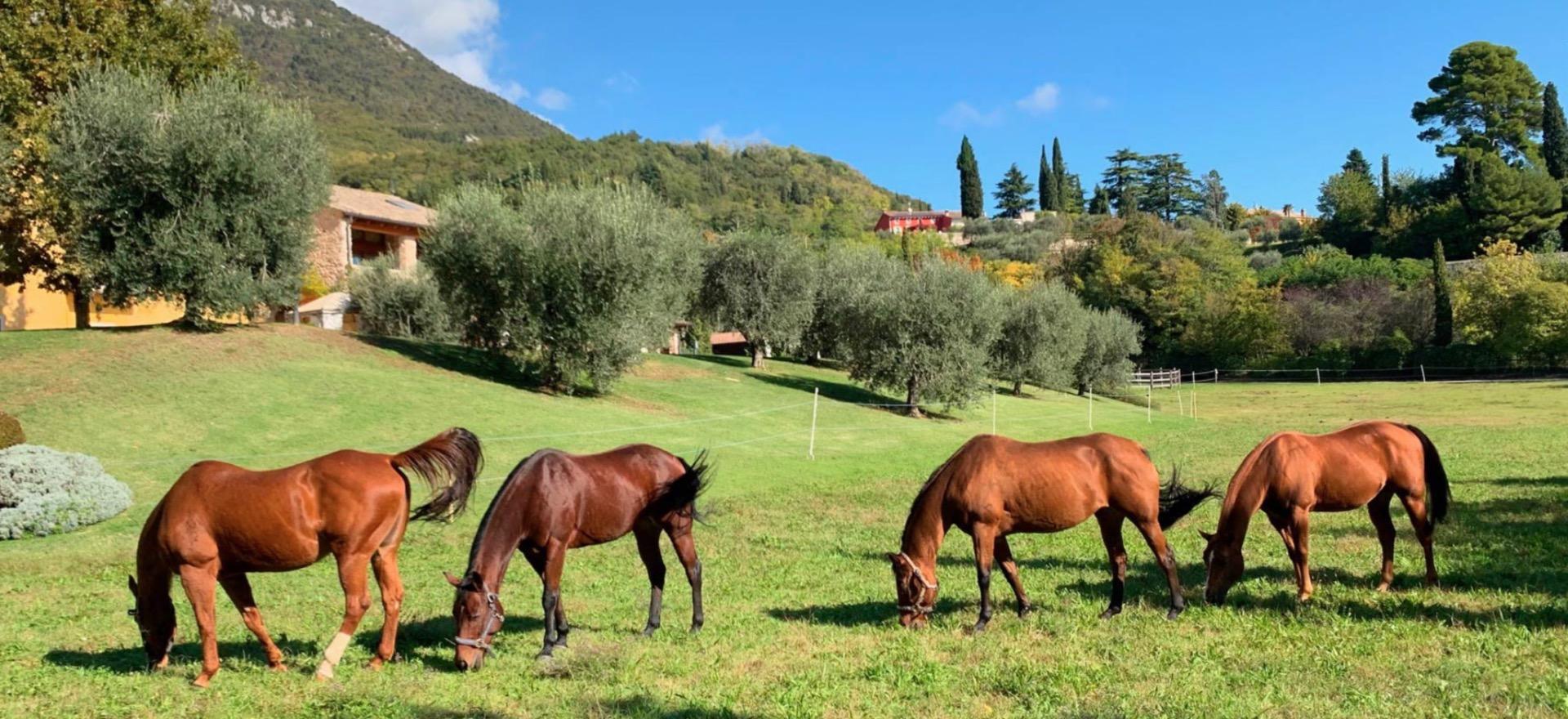 Agriturismo Lake Como and Lake Garda Agriturismo Lake Garda, lovely apartments with terrace