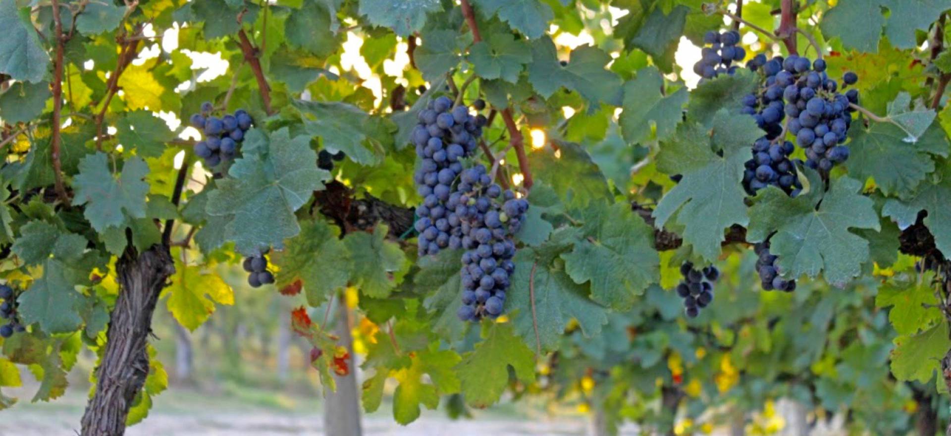 Agriturismo Lake Como and Lake Garda Agriturismo Lake Garda, surrounded by vineyards