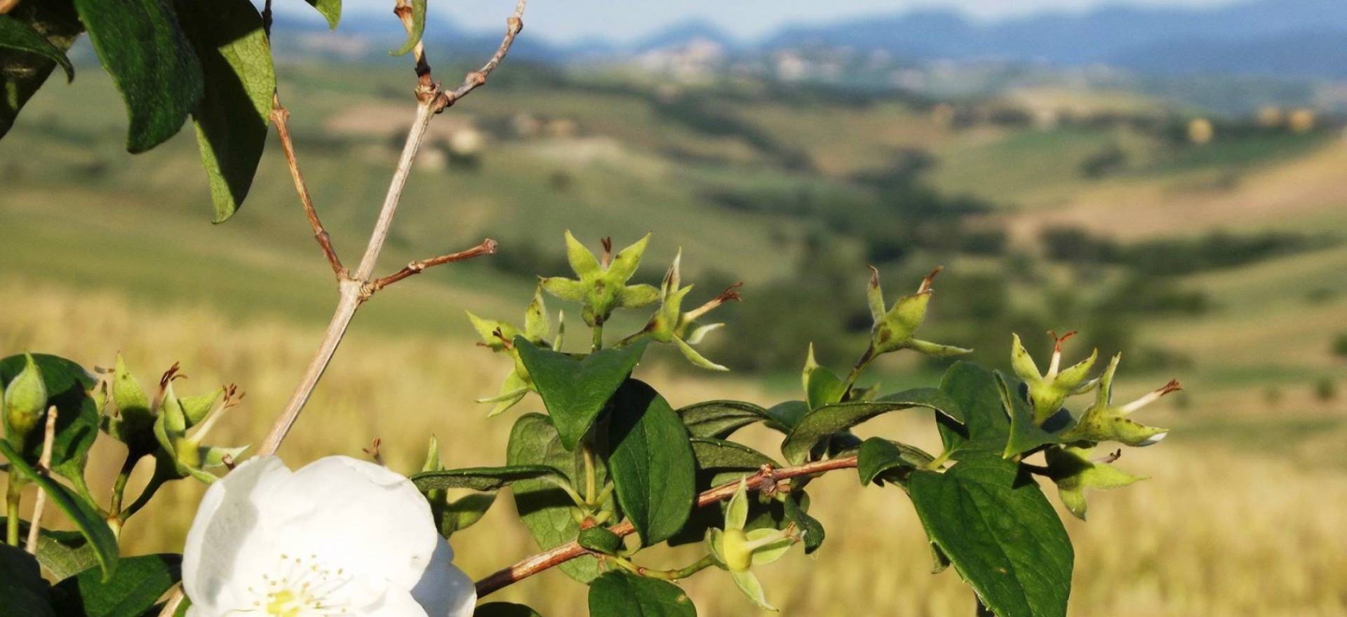 Agriturismo Marche Agriturismo Marche, beautiful rooms, apartments and welcoming