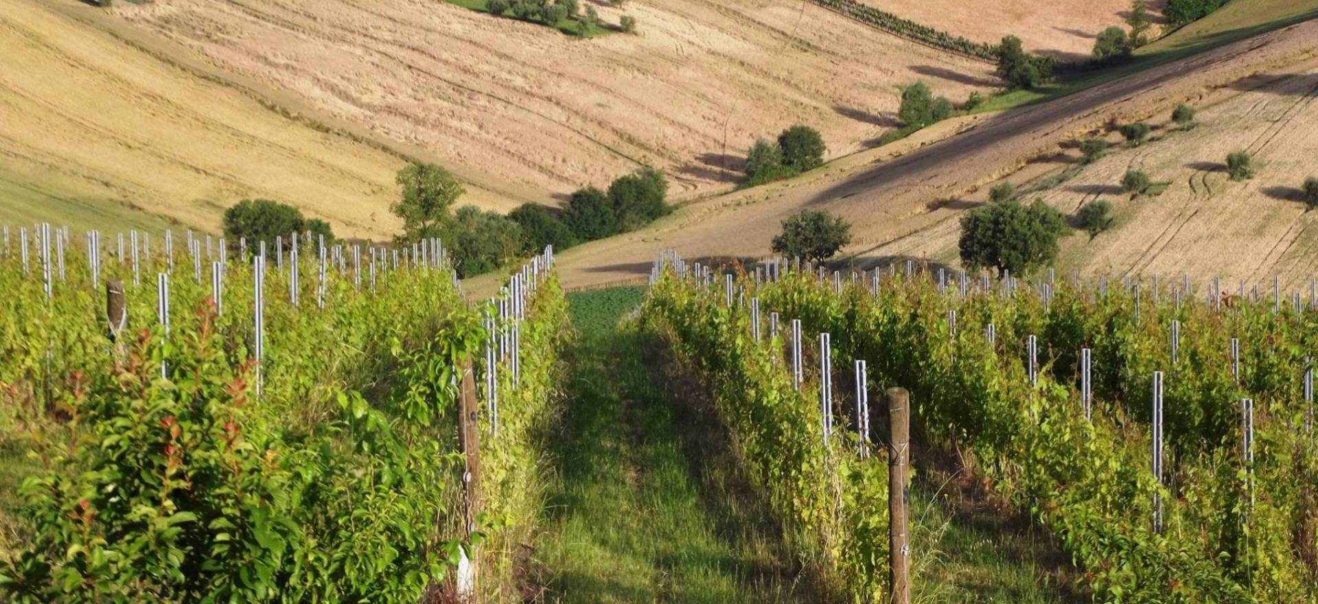 Agriturismo Marche Agriturismo Marche, beautiful rooms, apartments and welcoming