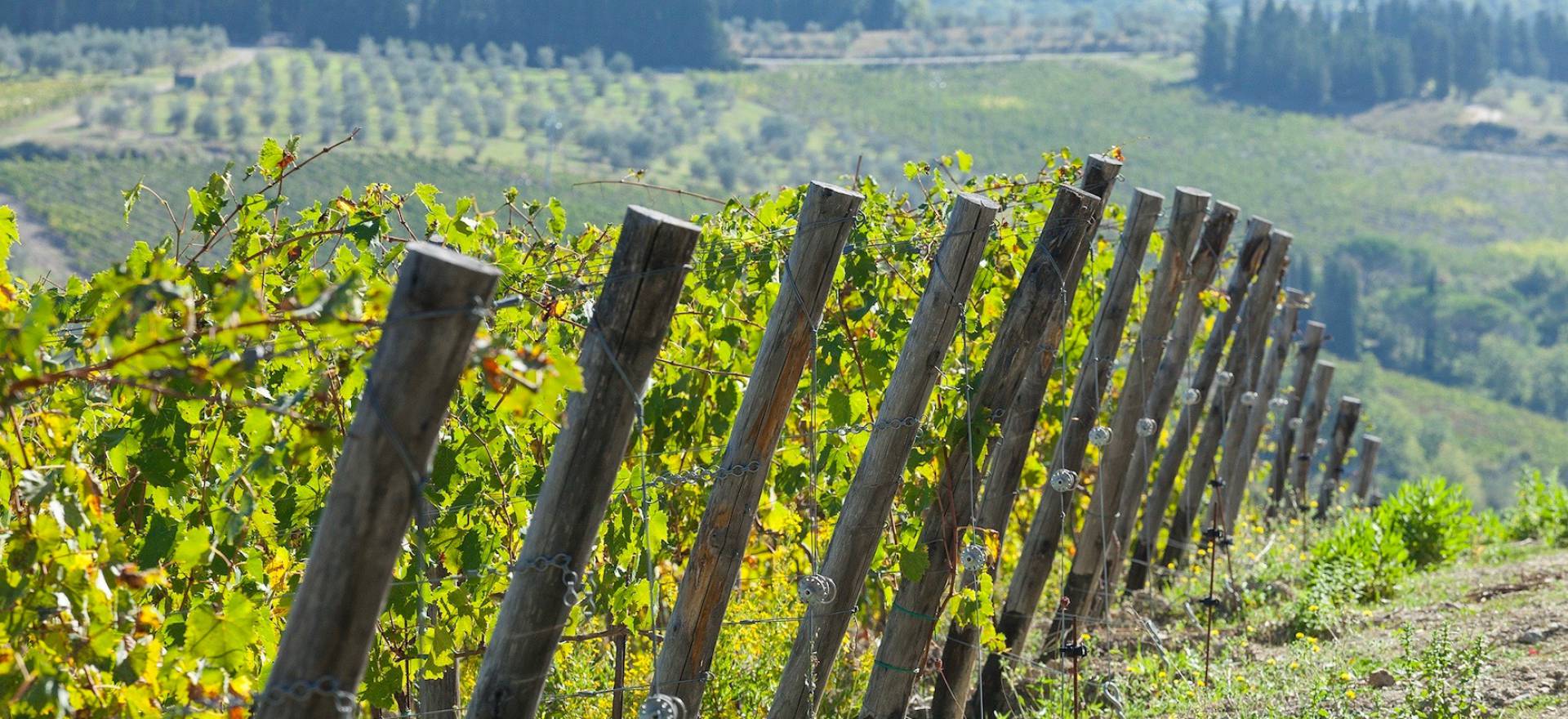 Agriturismo Tuscany Agriturismo surrounded by vineyards near Florence, Tuscany