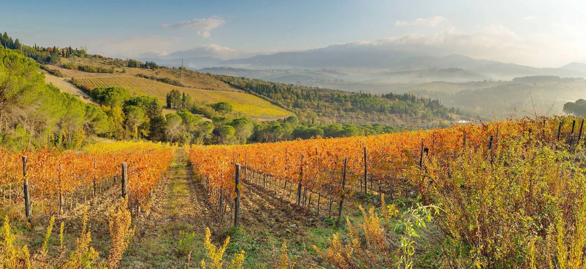 Agriturismo Tuscany Agriturismo surrounded by vineyards near Florence, Tuscany