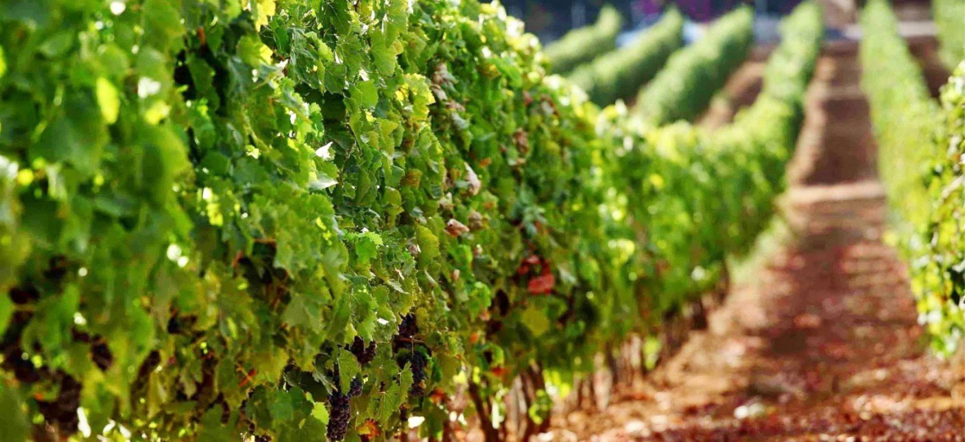 Agriturismo Tuscany Agriturismo with restaurant near the Tuscan coast