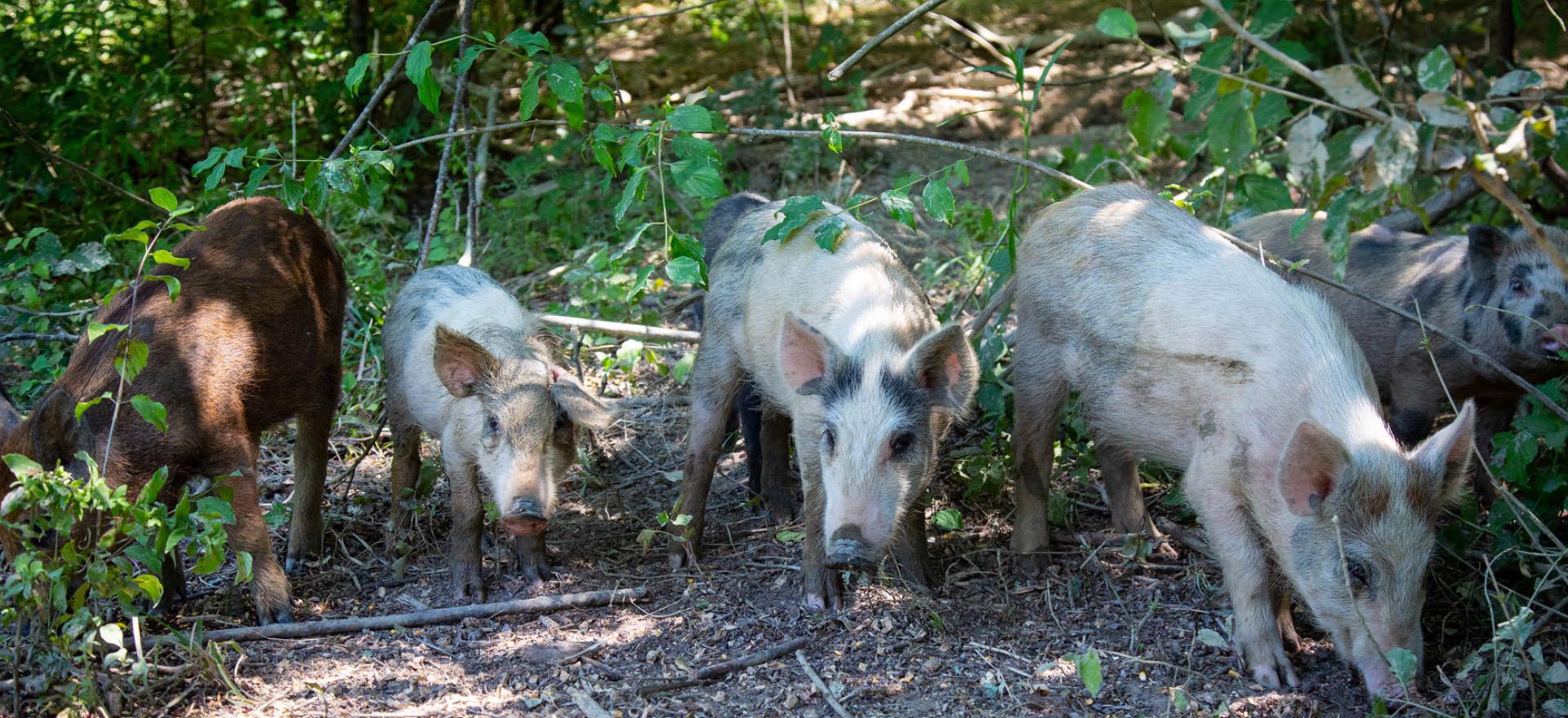 Agriturismo Tuscany Child-friendly agriturismo in Tuscany with restaurant