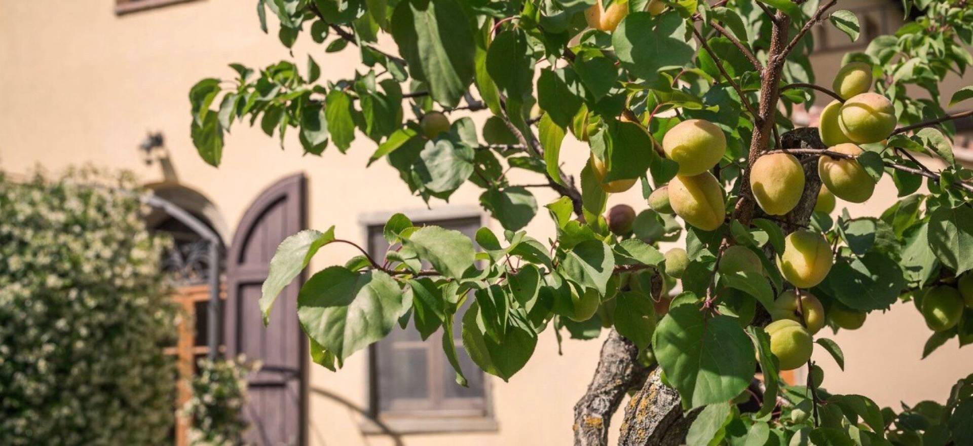Agriturismo Tuscany Cozy agriturismo in the Chianti region near Florence