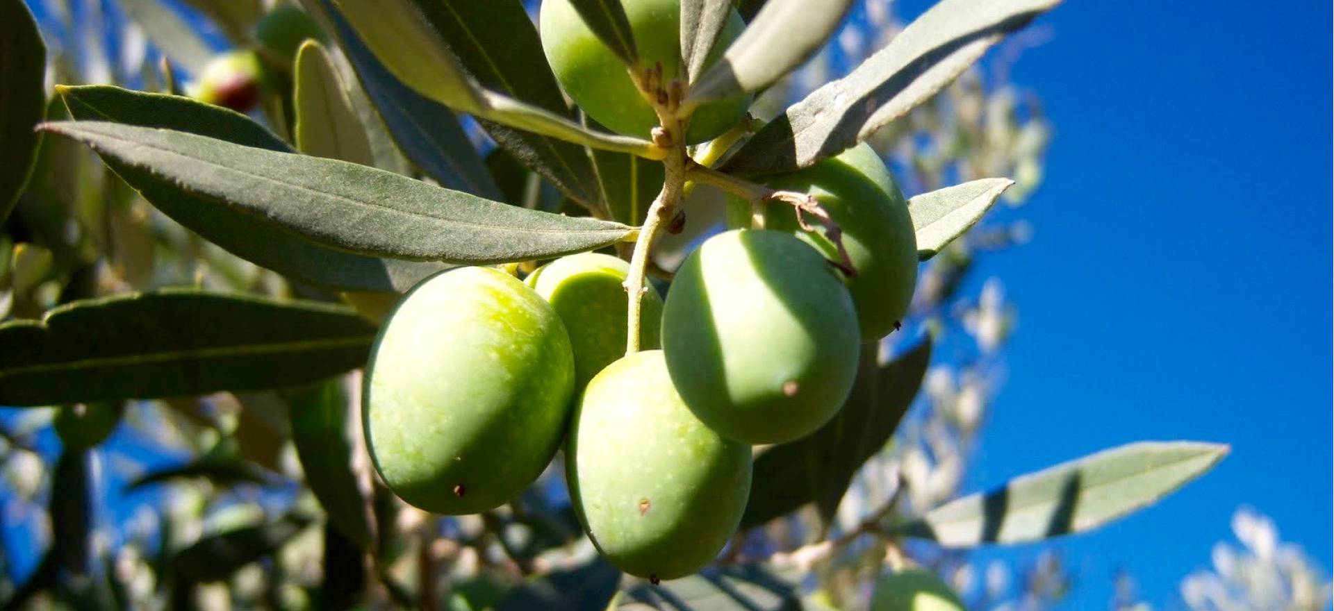 Agriturismo Lake Como and Lake Garda Cozy agriturismo with amazing view of lake Como