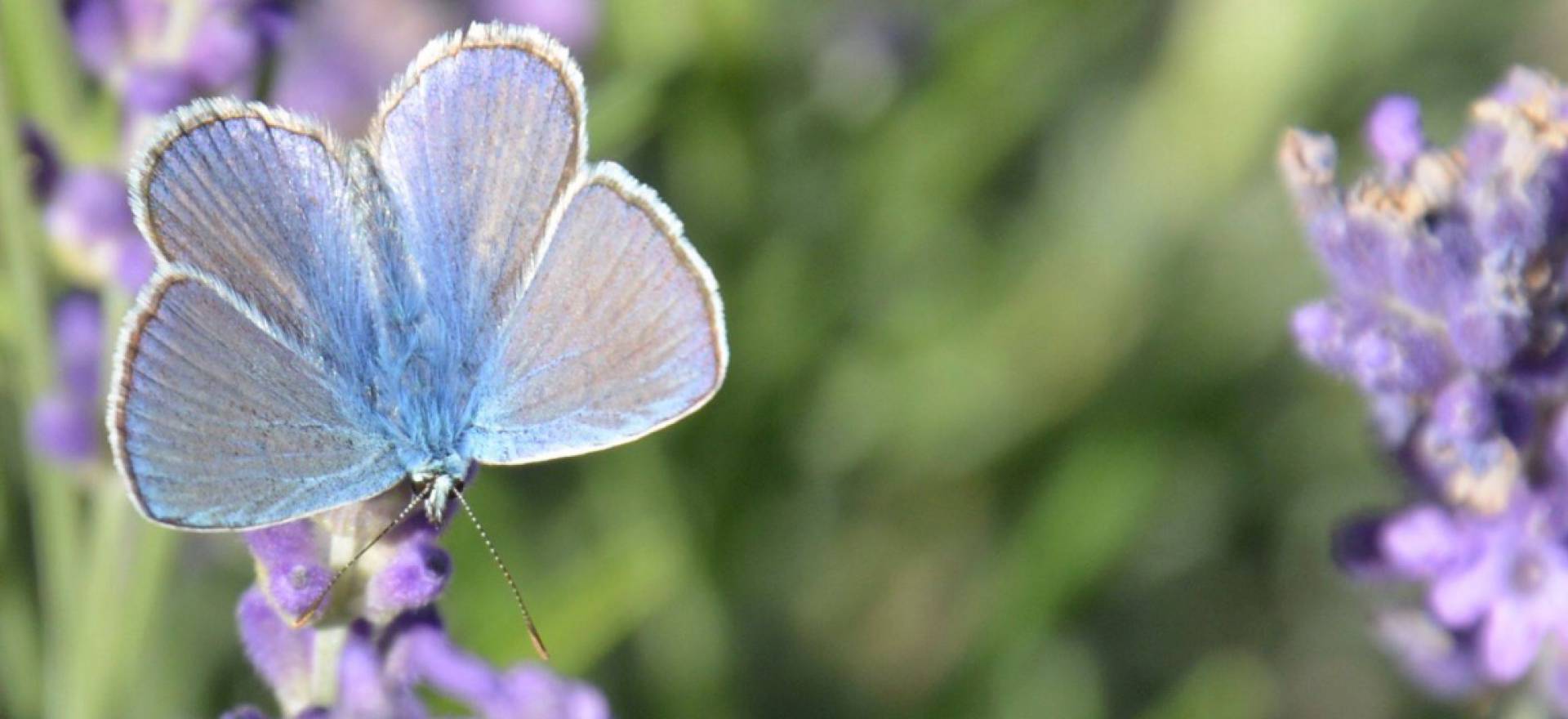 Agriturismo Lake Como and Lake Garda Cozy agriturismo with amazing view of lake Como