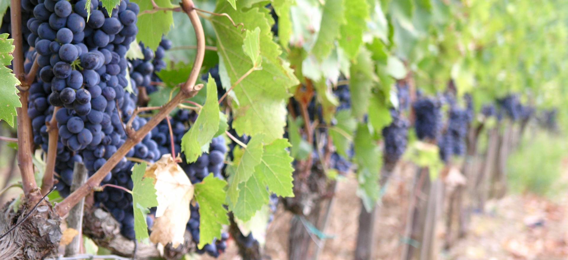 Agriturismo Lake Como and Lake Garda Cozy agriturismo with amazing view of lake Como
