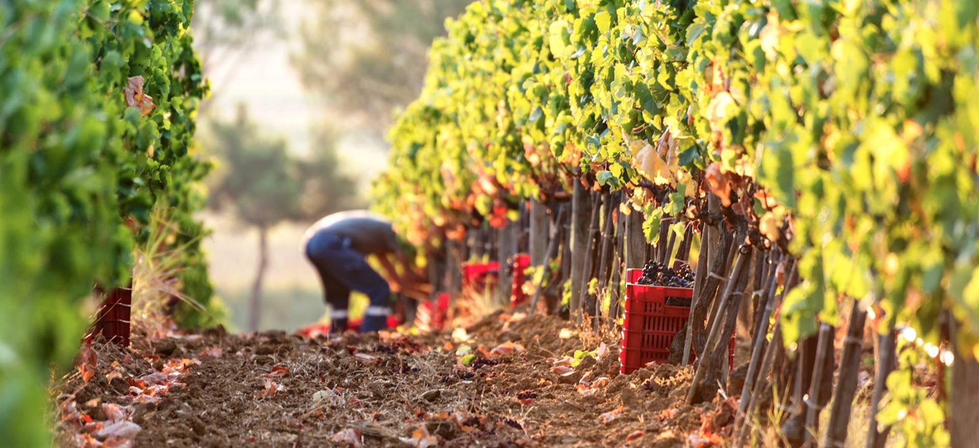 Agriturismo Tuscany Glamping Tuscany in an agriturismo 2 km from the sea