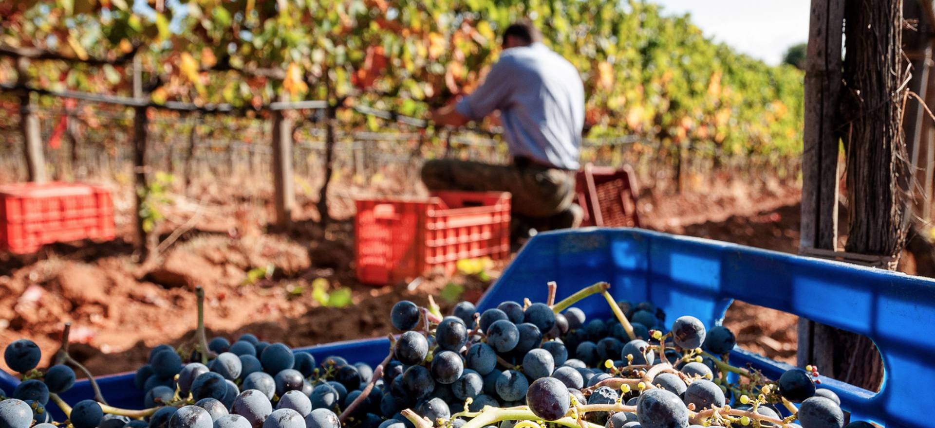 Agriturismo Tuscany Glamping Tuscany in an agriturismo 2 km from the sea