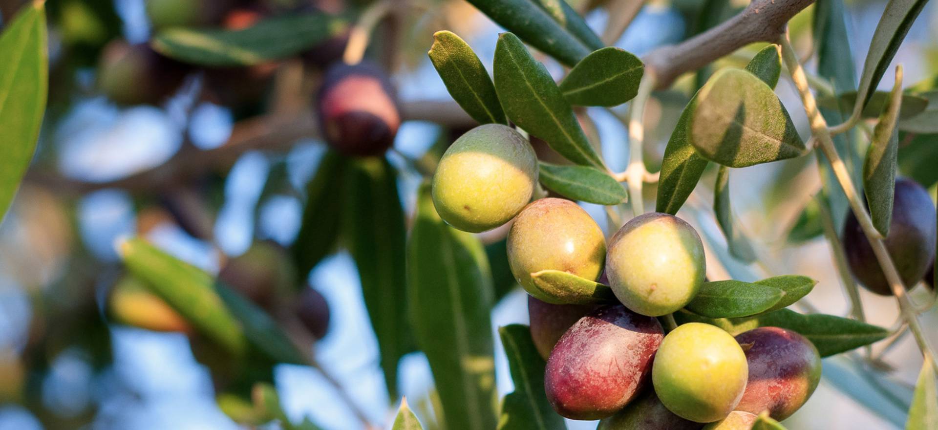 Agriturismo Tuscany Glamping Tuscany in an agriturismo 2 km from the sea