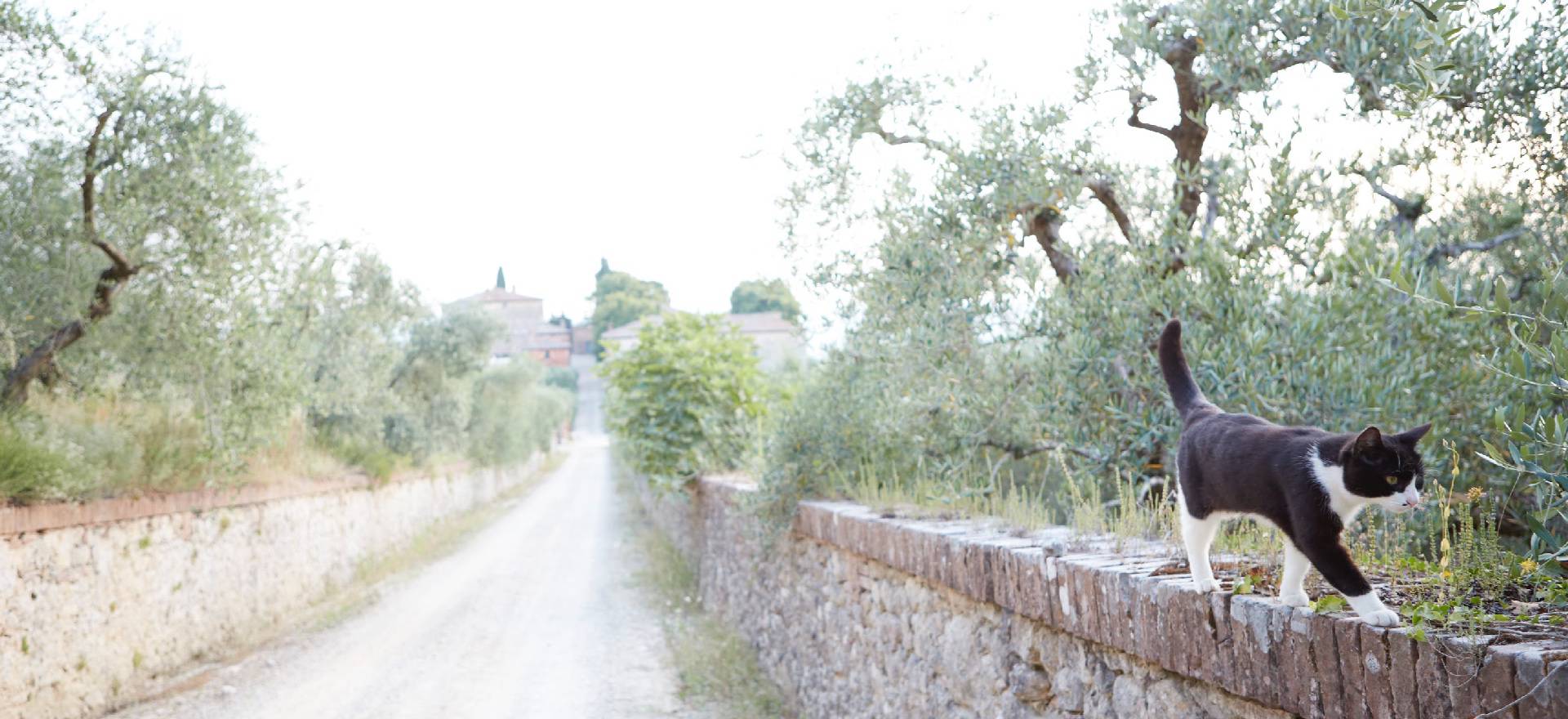 Agriturismo Tuscany Hidden gem in Tuscany near Siena