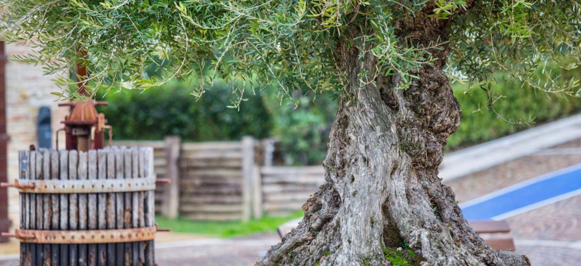 Agriturismo Marche Romantic agriturismo in le Marche with restaurant