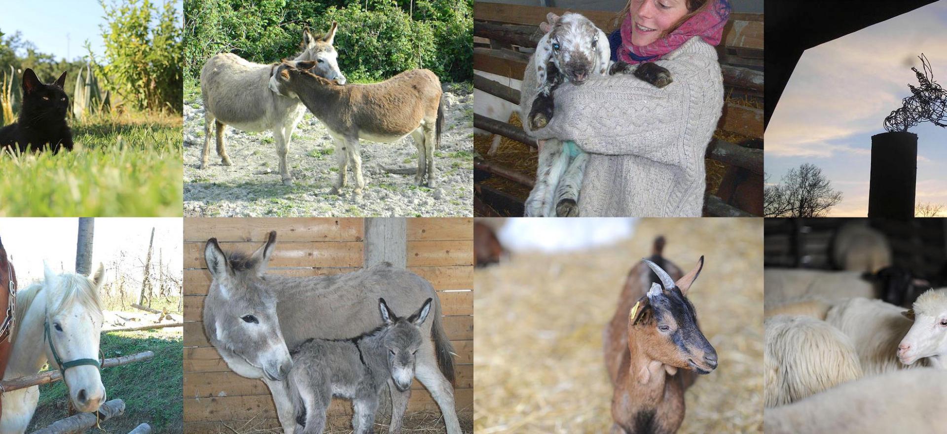 Agriturismo Tuscany Small organic holiday farm in the Tuscan hills