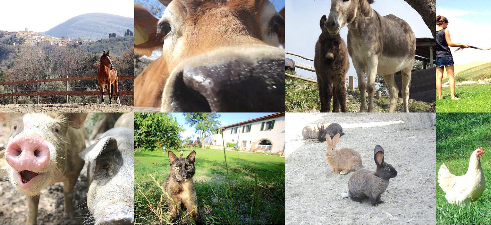 Agriturismo Tuscany Small organic holiday farm in the Tuscan hills