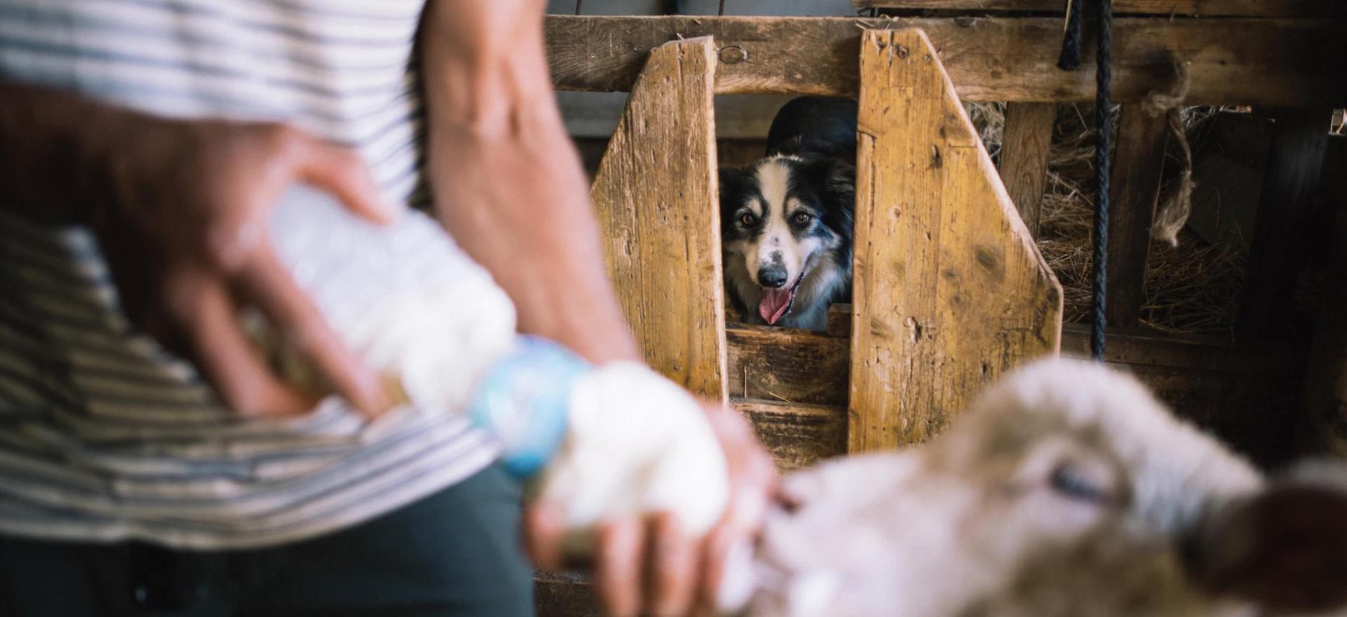 Agriturismo Tuscany Small organic holiday farm in the Tuscan hills